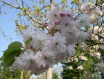 vignette Prunus shirotae - 2