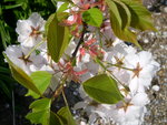 vignette Prunus shirotae - 3