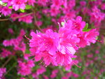 vignette Rhododendron amoena - 2