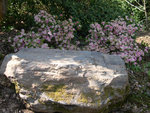 vignette Rhododendron et mtorite