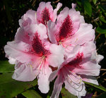 vignette Rhododendron 'Monseigneur du Parc'