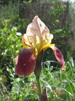 vignette Iris bicolore rose et bordeaux