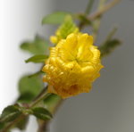 vignette Trifolium campestre (Fleurs)
