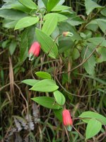 vignette Bomarea (Alstroemariaceae)