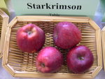 vignette pomme 'Starkrimson'