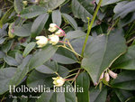 vignette Holboellia latifolia