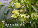 vignette Holboellia latifolia