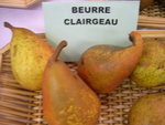 vignette Poire 'Beurr Clairgeau'