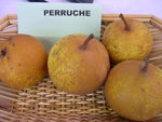 vignette Poire 'Perruche'