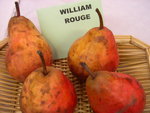 vignette Poire 'William's Rouge'
