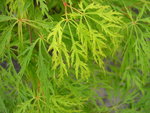 vignette Acer palmatum var. dissectum 'Dissectum Viride Group',