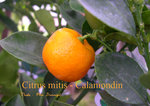 vignette Citrus mitis = X Citrofortunella mitis, calamondin