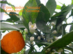 vignette Citrus unshiu 'Satsuma', mandarinier 'Satsuma'
