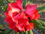 vignette Rhododendron 'Etta Burrows'