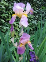 vignette iris rose/violet