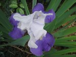 vignette iris violet/mauve