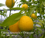 vignette Citrus sinensis, oranger