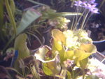 vignette Sarracenia purpurea ssp purpurea
