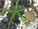 vignette aloes strialuta