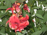 vignette erythrina crista galli dtail fleurs
