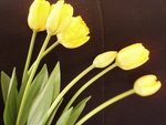 vignette Tulipes jaunes