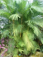 vignette 10 Palmier Pinanga dicksonii