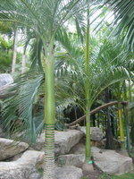 vignette 12 palmier Carpoxylon macrospermum