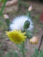 vignette Taraxacum officinale - Pissenlit - fleur et graines