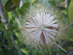 vignette Taraxacum officinale - Pissenlit - graines