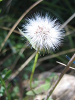 vignette Pissenlit - Taraxacum officinale - graines