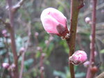 vignette Prunus persica, pcher nain, nectarine