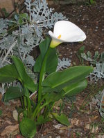vignette zantedeschia aethiopica, arum des fleuristes