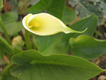 vignette zantedeschia aethiopica, arum des fleuristes