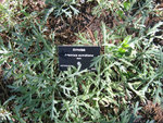 vignette Armoise (Artemisia scmidtiana)
