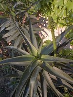 vignette Aloes (début floraison)