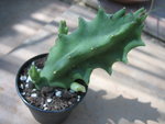 vignette stapelia gigantea ? ou huernia ?...