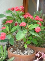 vignette Euphorbia milii