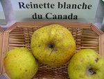 vignette Pomme 'Reinette Blanche du Canada'