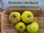 vignette Pomme 'Reinette Clochard'