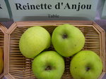 vignette Pomme 'Reinette d'Anjou'
