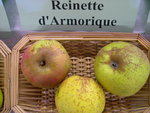 vignette Pomme 'Reinette d'Armorique' = 'De Gent', 'Reinette de Bretagne'