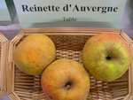 vignette Pomme 'Reinette d'Auvergne'