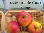 vignette Pomme 'Reinette de Caux Rouge'