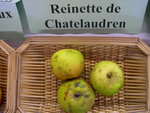 vignette Pomme 'Reinette de Chtelaudren' = 'Reinette du Cht'