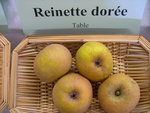 vignette Pomme 'Reinette Dore'