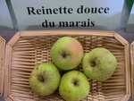 vignette Pomme 'Reinette Douce du Marais' = 'Reinette Sucre', 'Reinette Pigle'