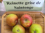 vignette Pomme 'Reinette Grise de Saintonge'