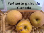 vignette Pomme 'Reinette Grise du Canada'