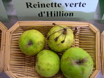 vignette Pomme 'Reinette Verte d'Hillion'