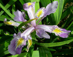 vignette Iris mauve
